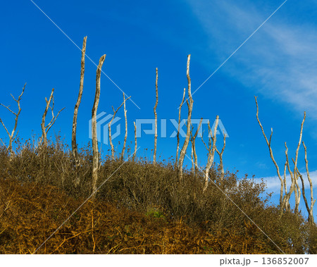Bare trees reach for a clear blue sky. 136852007