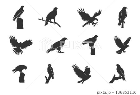 Hawk silhouette set, Hawk eagle svg, Hawk svg, Hawk birds vectors, Flying hawk silhouette, Flying hawk svg, Hawk silhouette -V02 136852110