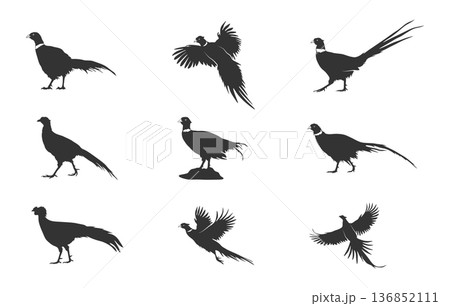Flying pheasant silhouette, Pheasant birds svg, Pheasant bird silhouettes, Pheasant silhouette, Pheasant svg, Pheasant vector set -V02. 136852111