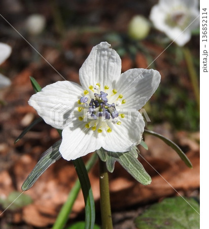 春の訪れを告げる「節分の妖精」：セツブンソウ 136852114