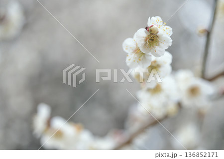梅林で香りを発して咲く白梅の花とつぼみ 梅林で香りを発して咲く白梅の花とつぼみ 136852171