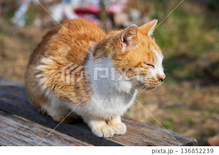 子供の茶白の猫 136852239