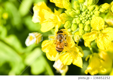 菜の花の蜜を吸うミツバチ 136852252