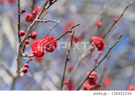 赤い梅の花 136852256