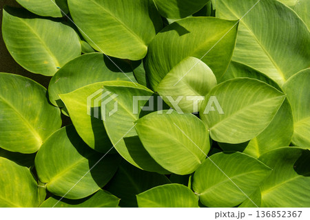 Texture of nature, leaves background in attractive green color. 136852367