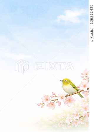 桜とメジロの水彩風イラスト 余白たっぷり青空背景 縦構図 春のやさしい風景 136852439
