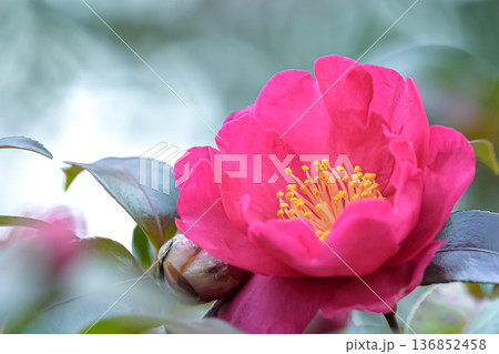 山茶花の花アップ 山茶花の花アップ 136852458