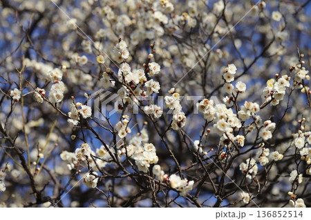 冬の公園に咲く白い梅の花 136852514