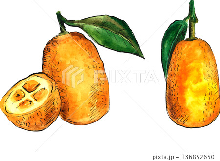 Watercolor sketch of kumquat isolated on transparent 136852650