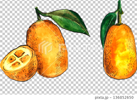 Watercolor sketch of kumquat isolated on transparent Watercolor sketch of kumquat isolated on transparent 136852650