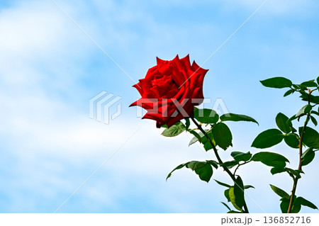 青空に映える赤い薔薇 青空に映える赤い薔薇 136852716