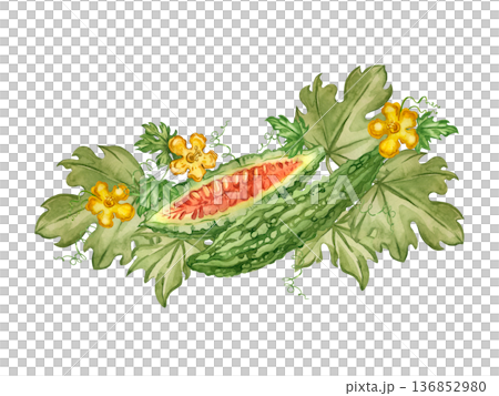 Bitter melon with leaves and vines, a healthy superfood. Hand-painted watercolor illustration on the theme of cooking and traditional medicine. Suitable for printing on food packaging and menus. 136852980