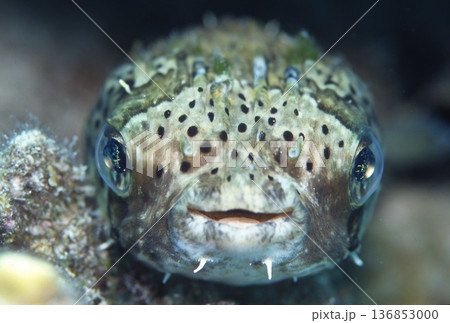 ハリセンボン 136853000