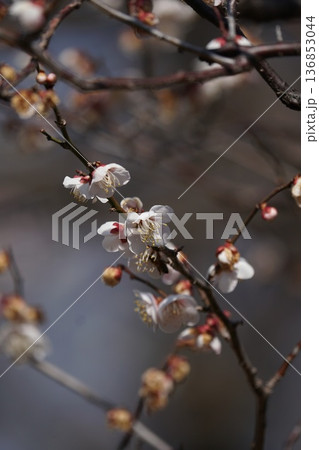 相模原北公園にある咲き始めた梅の花 136853044