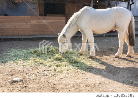 草を食べる白い馬 草を食べる白い馬 136853595