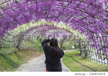 藤の花を撮影する女性 藤の花を撮影する女性 136853629