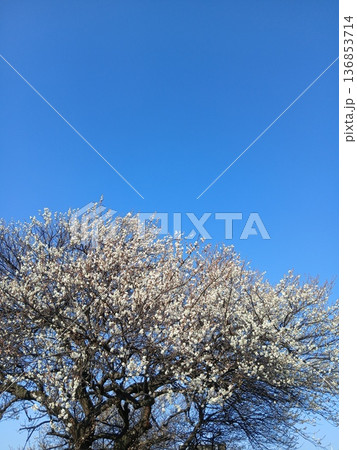 古木に咲く白梅  　田舎道風景 136853714