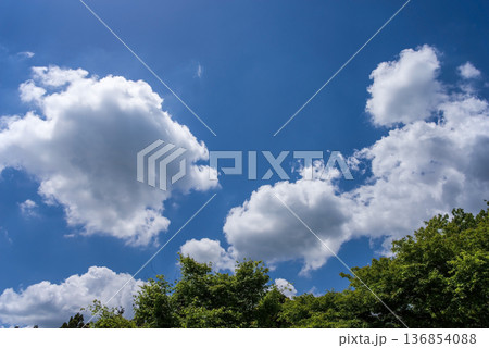 青空に浮かぶ雲と新緑の木々 青空に浮かぶ雲と新緑の木々 136854088