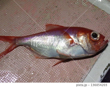 釣りたてのキンメダイ 136854203