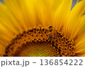 ひまわりの蜜を集めるミツバチ 136854222