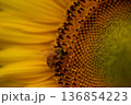 ひまわりの蜜を集めるミツバチ 136854223