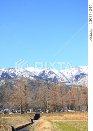 残雪の山とメタセコイヤ並木 残雪の山とメタセコイヤ並木 136854244