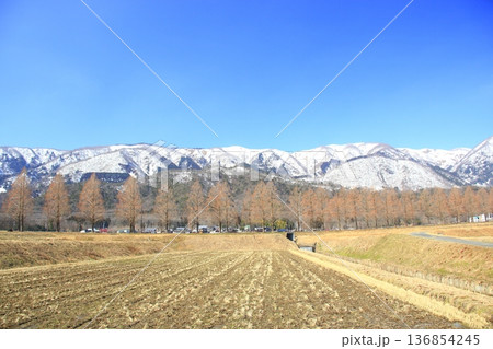 残雪の山とメタセコイヤ並木 残雪の山とメタセコイヤ並木 136854245