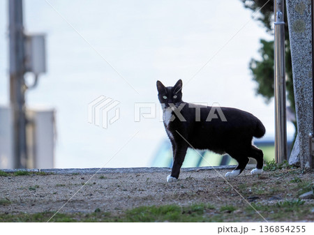 野良猫のいる風景 野良猫のいる風景 136854255