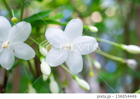 beautiful white flower on tree in the garden beautiful white flower on tree in the garden 136854449