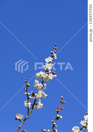 梅の花 梅の花 136855450