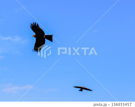 野生の鳶（トビ） 136855457
