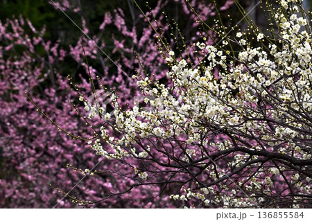 桃色の梅と白い梅の花 136855584