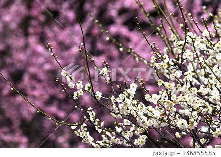 桃色の梅と白い梅の花 136855585