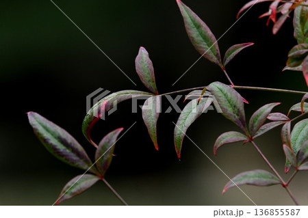 ナンテンの緑の葉 ナンテンの緑の葉 136855587