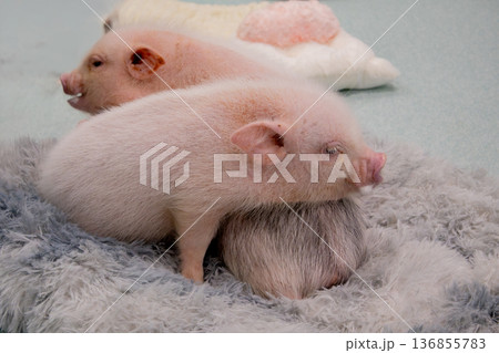 2匹のマイクロブタ かわいい動物のツーショット 136855783