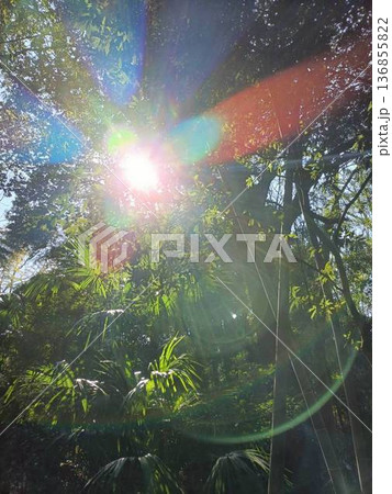 立春　登山道の木漏れ陽 136855822