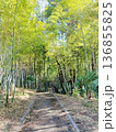 立春　登山道　竹林 136855825