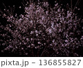 浮かび上がる夜桜 136855827