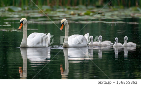 春の湖で優雅に泳ぐ白鳥一家と静水に映る姿 春の湖で優雅に泳ぐ白鳥一家と静水に映る姿 136855862