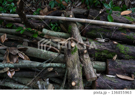 Cut tree branches. firewood close-up 136855963
