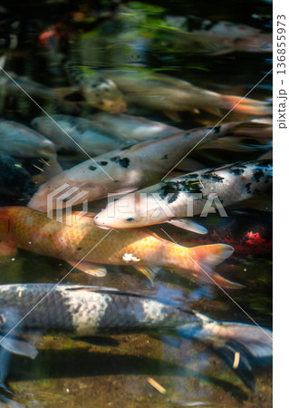 Colorful fish in a pond in a garden in Batumi 136855973
