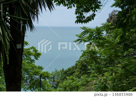 Sea view in the botanical garden Georgia, view through palm trees and trees 136855986