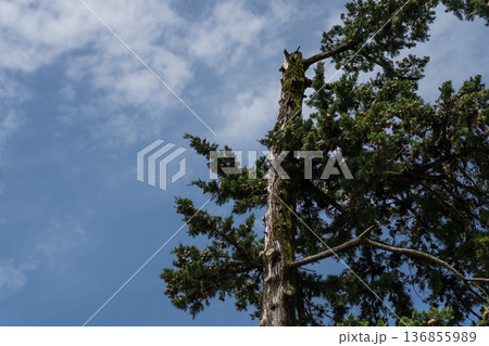 A spruce tree trimmed on one side 136855989