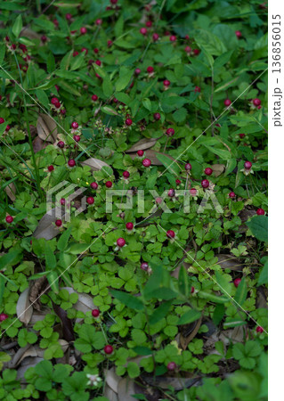 Duchenea Indian in the Botanical Garden in Georgia Berry background Duchenea Indian in the Botanical Garden in Georgia Berry background 136856015