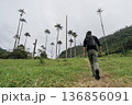 Male hiker walking through tall wax palms in Cocora Valley, Colombia 136856091