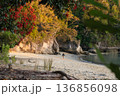 Hiker walking on golden beach with Pohutukawa flowers, Abel Tasman, NZ 136856098