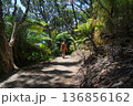 Hiker backpacking through native fern forest on Abel Tasman Coast Track, NZ 136856162