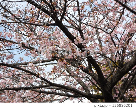 駅前の河津桜が咲き進む 136856201