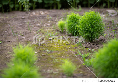 大小に並ぶ緑のコキア 136856283