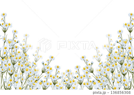 Chamomile floral banner composition Chamomile floral banner composition 136856308